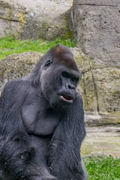 Batı Ovası Gorili Portresi (Goril Goril Gorili)