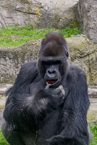 Un gorila de las tierras bajas occidentales (Goril goril goril gorili)