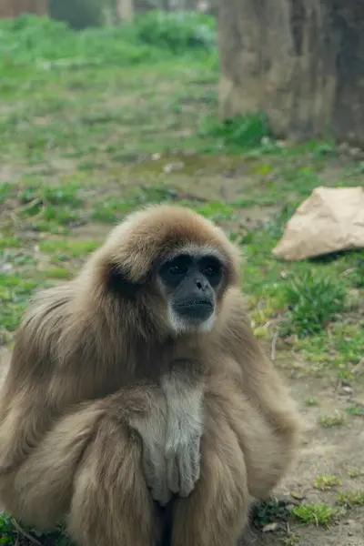 İlahi Zarafet: Güneş Yaprakları Arasındaki Gibbonlar
