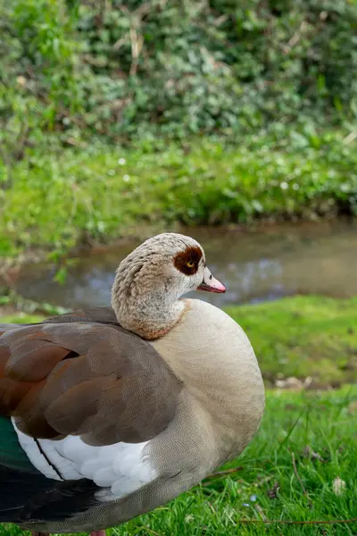 Altın Saat Toplantısı: Akşam Işığında Parlayan Mallards