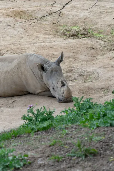 Sessiz Düşünce: Meditasyonda Gergedan