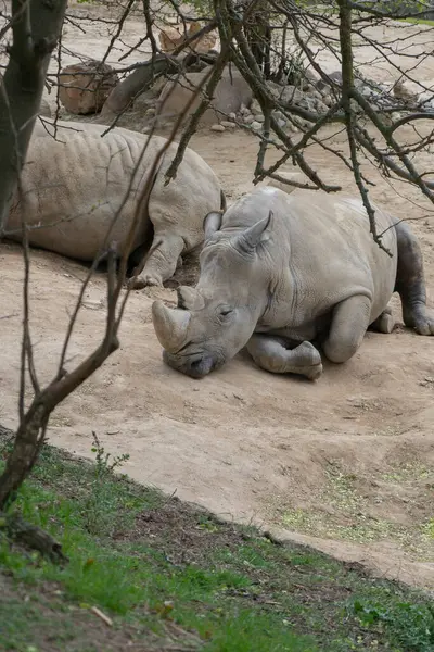 Savannah Muhafızı: Kudretli Afrikalı Gergedan