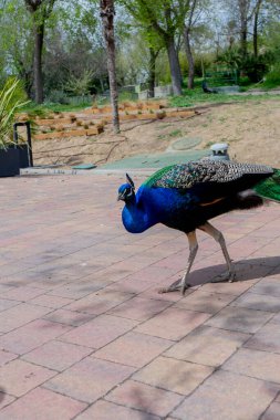 Canlı Zarafet: Tavuskuşunun Çarpıcı Eklentisi