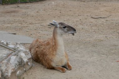 brown and white llama lying sunbathing clipart