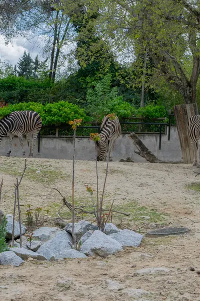 Zebralar ot yiyor, rahatlamış, sakin.