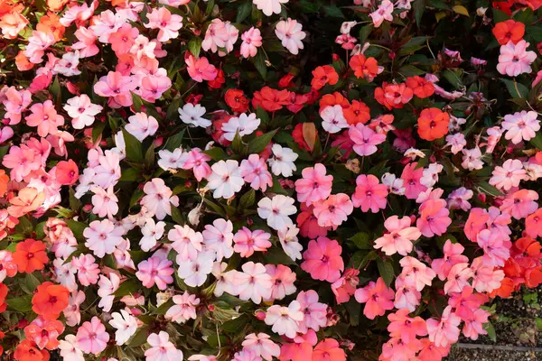 Bahçede pembe ve kırmızı fenox çiçekleri, stok fotoğrafı