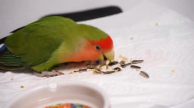 bonito aggaporni comiendo pipas