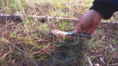 Ormanda mantar toplayan bir kadın.