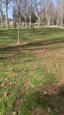 Dog, border collie, güneşli bir günde parkta, koşuyor, dikey video