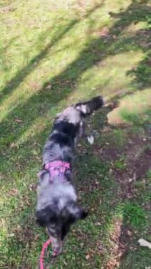 Dog, border collie, güneşli bir günde parkta, tasmayla oynuyor, dikey video.