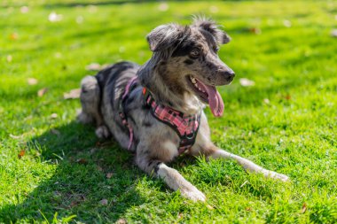 Parktaki yeşil çimlerin üzerinde oturan Avustralya çoban köpeği. Seçici odak.