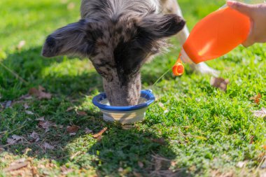 Yeşil çimen arka planındaki kaseden su içen komik köpek..