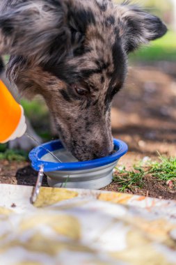 Avustralya çoban köpeği parktaki bir kaseden su içiyor, seçici bir odak noktası.