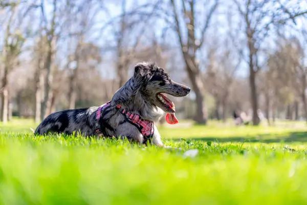 Parktaki yeşil çimlerin üzerinde Avustralya çoban köpeği. Seçici odak.