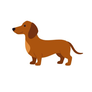 Şirin kahverengi bir dachshund 'un vektör çizimi. Uzun vücut, kısa bacaklar ve dostça bir ifade. Beyaz bir arka planda izole edilmiş. Hayvan ve hayvan temalı tasarımlar için mükemmel..