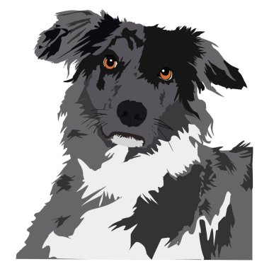 Vector illustration of a Border Collie dog in gray and white tones, flat art style. This furry pet, with a cute look, is on a white background, ideal for graphic design and decoration.