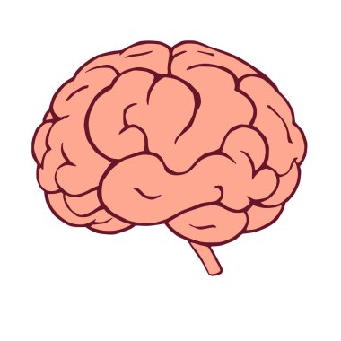 Karalama stilinde insan beyin anatomisinin vektör çizimi. Beyaz arka planda izole edilmiş. Tıp, eğitim, bilim ve sağlıkla ilgili projeler için ideal.