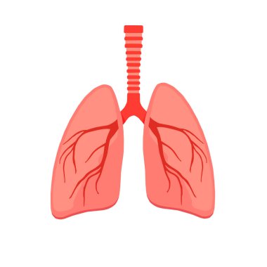 İnsan akciğeri anatomisinin düz vektör çizimi. Solunum sistemini temsil eden tıbbi ve eğitim ikonu, beyaz arka planda izole edilmiş, sağlık, bilim ve biyoloji konuları için ideal.