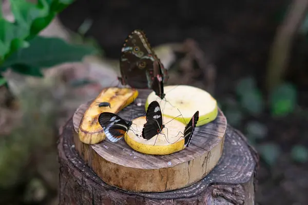 Bahçedeki bir elma parçasına tünemiş bir kelebeğin yakın çekimi, seçici bir odak ile ele geçirilmiş. Görüntü, böceğin ve meyvenin hassas detaylarını vurguluyor. Doğa, vahşi yaşam, böcekler, bahçe işleri için ideal., 