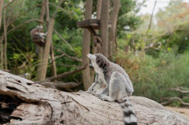 Ring-tailed lemur (Lemur catta) sitting calmly on a log, captured in its natural habitat in Madagascar.