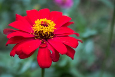 Kağıt çiçek ya da Zinnia elegans veya daha çok bilinen adıyla Zinnia elegans, Zinnia cinsinin en ünlü yıllık çiçek açan bitkilerindendir. Zinnia çiçekleri kadınların genellikle yaşadığı adet dönemini kolaylaştırır. Zi