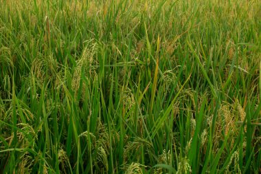 Pirinç, medeniyetteki en önemli ekilmiş bitkilerden biridir. Temel olarak yetiştirilmiş bir bitkiye atıfta bulunulmasına rağmen, padi aynı cinsin çeşitli türlerine atıfta bulunmakta olup, genellikle yabani pirinç olarak adlandırılır..