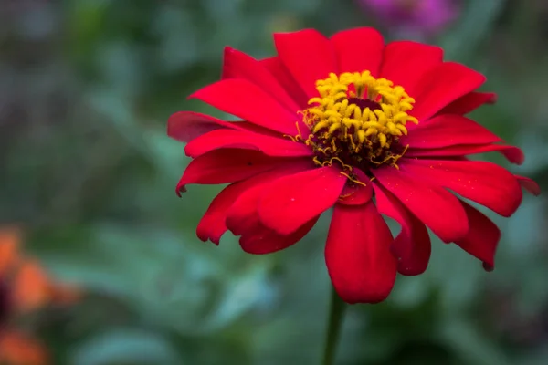 Paper flower or Zinnia elegans or better known by its scientific name Zinnia elegans is one of the most famous annual flowering plants in the Zinnia genus. Zinnia flowers are known to help facilitate the menstruation that women usually experience. Zi
