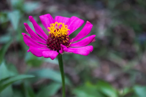报春花或报春花是报春花属中最有名的一年生开花植物之一 众所周知 紫藤花有助于促进女性通常经历的月经 — 图库照片