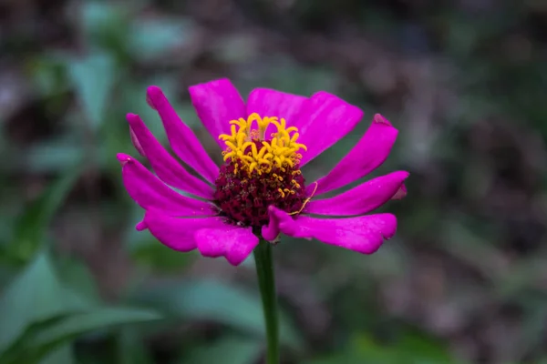 Paper flower or Zinnia elegans or better known by its scientific name Zinnia elegans is one of the most famous annual flowering plants in the Zinnia genus. Zinnia flowers are known to help facilitate the menstruation that women usually experience. Zi