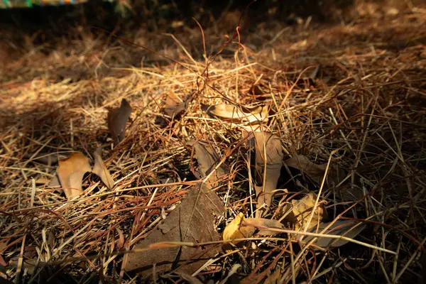 Fundo Folhas Grama Outono Livre Esta Imagem Fundo Queda Folhas — Fotografia de Stock