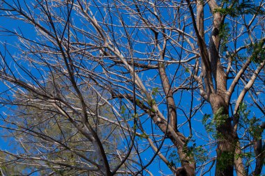 Güneşli bir günde mavi gökyüzü arka planında ölü ağaç dalları