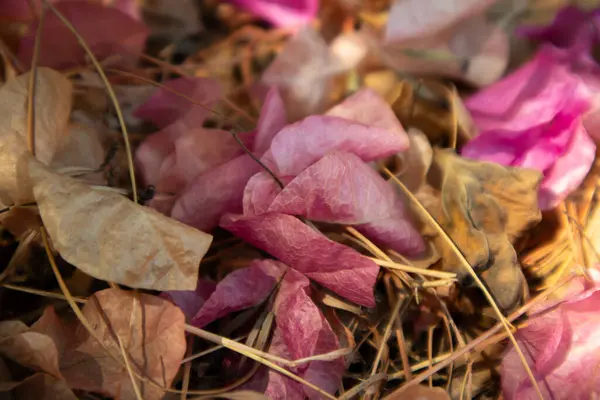 Secagem Flores Buganvília Outono — Fotografia de Stock