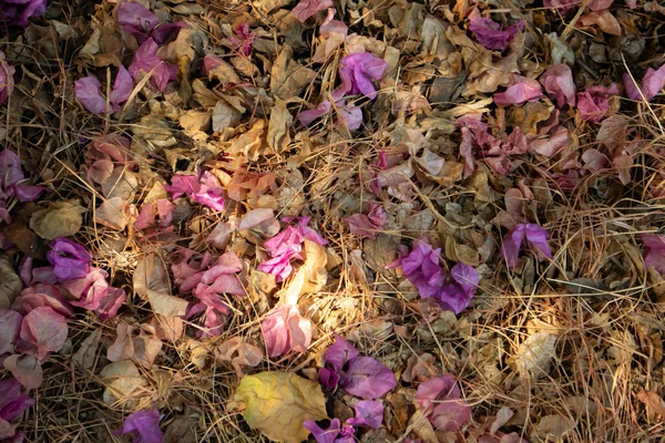 Sušení Bougainvillea Květiny Podzim — Stock fotografie