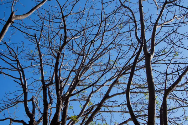 Ramas Árboles Muertos Sobre Fondo Cielo Azul Día Soleado —  Fotos de Stock
