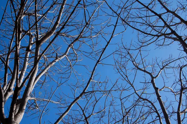 Martwe Gałęzie Drzewa Tle Niebieskiego Nieba Słoneczny Dzień — Zdjęcie stockowe