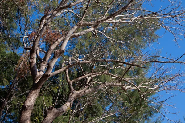 Ramos Árvores Mortas Céu Azul Fundo Dia Ensolarado — Fotografia de Stock