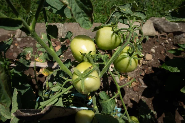 Jóvenes Tomates Verdes Que Crecen Abundantemente Alrededor Casa — Foto de Stock