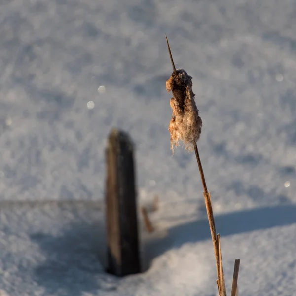 Reed Typha Neve Inverno Finlândia — Fotografia de Stock