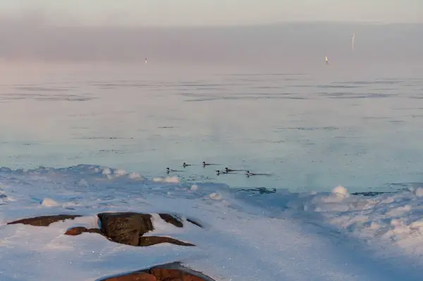 Pájaros Nadando Entre Hielo Mañana Extremadamente Fría Junto Mar Báltico — Foto de Stock