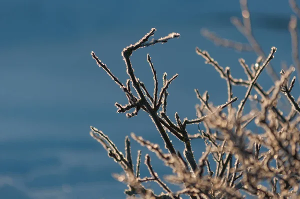 Ramos Gelados Baixa Luz Uma Manhã Inverno Pori Finlândia — Fotografia de Stock