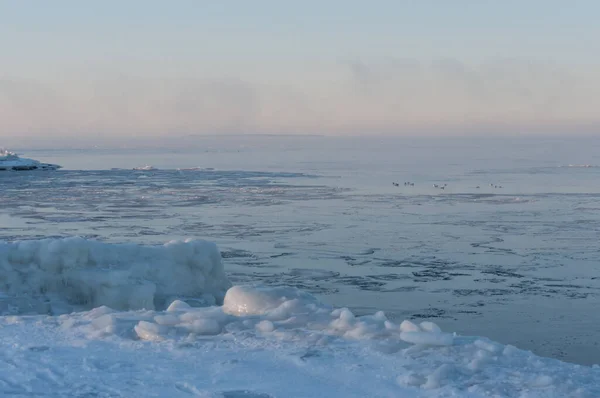 Aves Nadando Entre Gelo Manhã Extremamente Fria Junto Mar Báltico — Fotografia de Stock