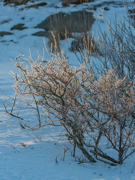 Arbustos Gelados Neve Baixa Luz Uma Manhã Inverno Pori Finlândia — Fotografia de Stock