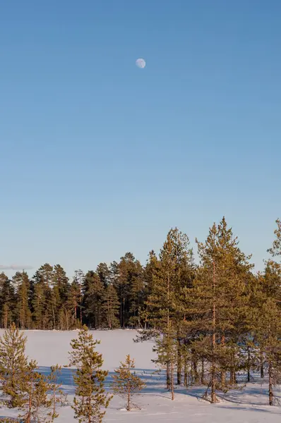 Las Sosnowy Zimą Finlandii Księżycem Błękitnym Niebie — Zdjęcie stockowe
