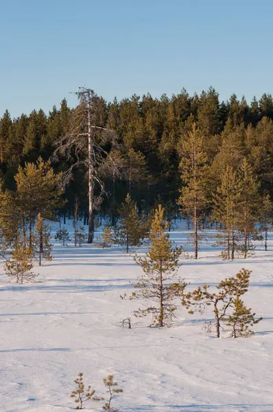 Finlandiya 'da kışın çam ormanı ve karlı bataklık