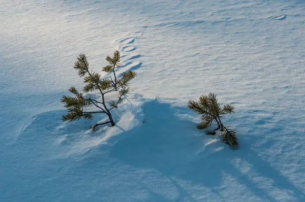 Plantas Pino Nieve Con Poca Luz Invernal Finlandia — Foto de Stock