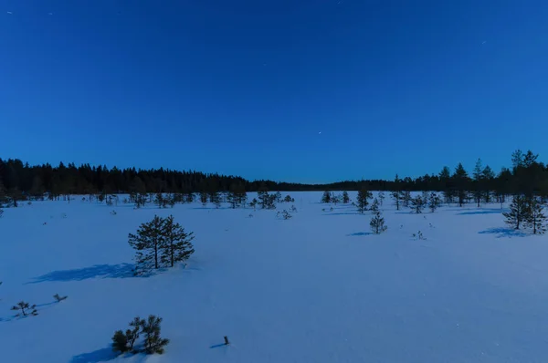 青い冬の月明かりで北部ピルカンパの松林に雪のボグ — ストック写真