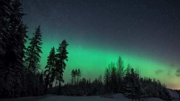 Lapso Tempo Aurora Boreal Ilumina Céu Estrelado Atrás Árvores Nevadas — Vídeo de Stock