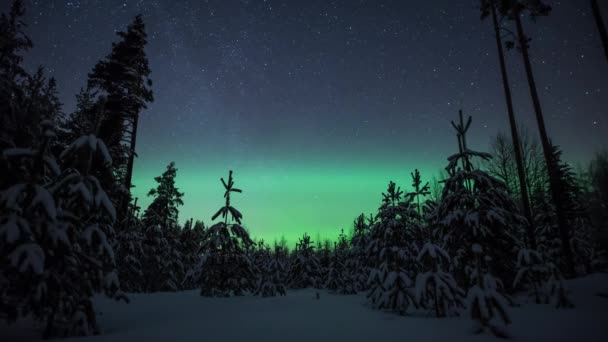 Upływ Czasu Zorzy Polarnej Światła Oświetlające Gwiaździste Niebo Śnieżnymi Drzewami — Wideo stockowe