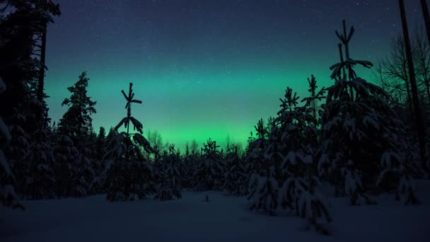 芬兰皮尔坎马 冬日里 北极光的一个时间流逝照亮了雪树后面的星空 — 图库视频影像