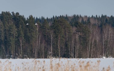 Finlandiya 'da kışın ormanın önünde uçan iki kuğu